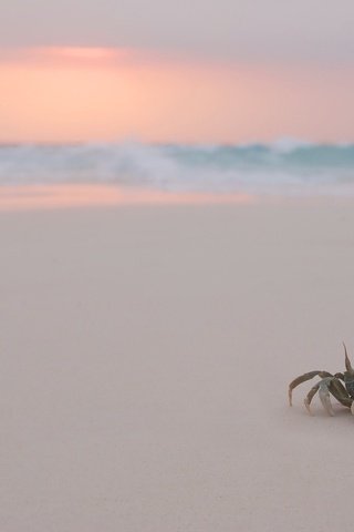 Обои вечер, пляж, крабик, the evening, beach, crab разрешение 1920x1200 Загрузить