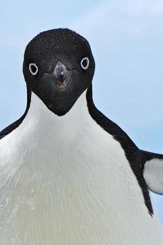 Обои снег, крылья, пингвин, антарктика, пингвин адели, snow, wings, penguin, antarctica, penguin adelie разрешение 1920x1080 Загрузить
