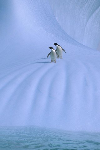 Обои лёд, пингвины, ice, penguins разрешение 1920x1080 Загрузить