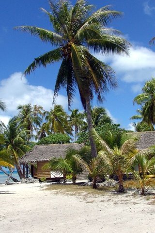 Обои песок, пляж, пальмы, sand, beach, palm trees разрешение 2560x1600 Загрузить