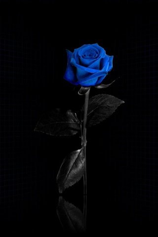 Обои сетка, черный фон, синяя роза, mesh, black background, blue rose разрешение 1920x1080 Загрузить