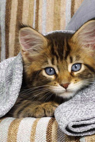 Обои глаза, кот, взгляд, котенок, диван, eyes, cat, look, kitty, sofa разрешение 1920x1200 Загрузить