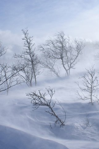 Обои деревья, снег, обои, лес, зима, холод, холм, вьюга, trees, snow, wallpaper, forest, winter, cold, hill, blizzard разрешение 1920x1200 Загрузить