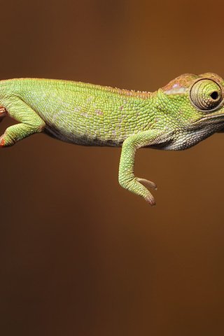 Обои ящерица, хамелеон, use the force, lizard, chameleon разрешение 2400x1200 Загрузить