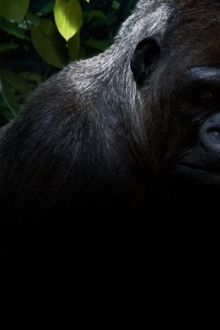 Обои животные, черный, черная, обезьяна, джунгли, горилла, горила, animals, black, monkey, jungle, gorilla, goril разрешение 1920x1200 Загрузить