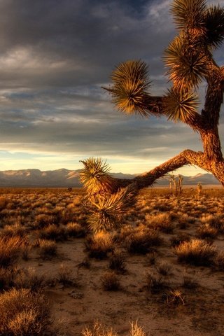 Обои дерево, обои, пустыня, широкоформатные, мексика, дерево джошуа, tree, wallpaper, desert, widescreen, mexico, joshua tree разрешение 1920x1200 Загрузить