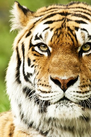 Обои тигр, морда, кошка, хищник, большая кошка, тирг, tiger, face, cat, predator, big cat, til разрешение 2560x1600 Загрузить