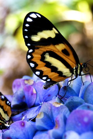 Обои цветы, бабочки, нектар, flowers, butterfly, nectar разрешение 2560x1600 Загрузить