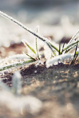 Обои трава, земля, макро, иней, grass, earth, macro, frost разрешение 2560x1600 Загрузить