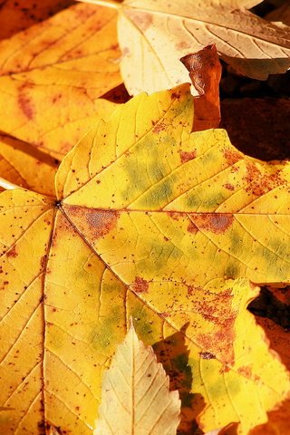 Обои осень, лист, клен, autumn, sheet, maple разрешение 1920x1080 Загрузить