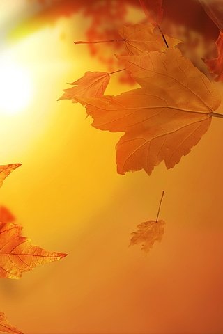 Обои солнце, листья, листва, кленовый лист, the sun, leaves, foliage, maple leaf разрешение 1920x1080 Загрузить