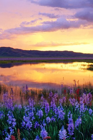 Обои цветы, вечер, река, природа, закат, луг, красивый, flowers, the evening, river, nature, sunset, meadow, beautiful разрешение 1920x1200 Загрузить