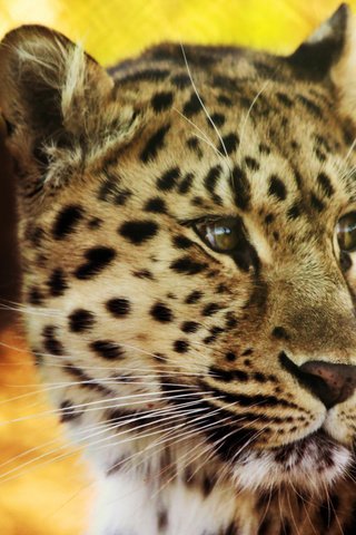 Обои леопард, пятна, leopard, spot разрешение 2560x1600 Загрузить