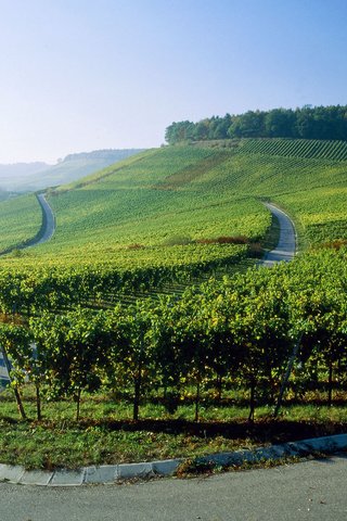 Обои дорога, германия, виноградники, road, germany, the vineyards разрешение 1920x1200 Загрузить