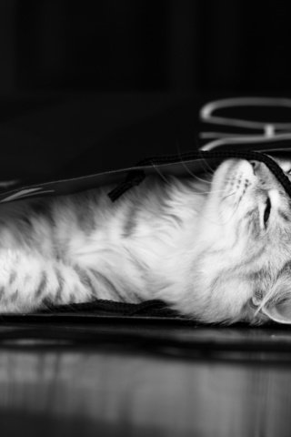 Обои чёрно-белое, котенок, серый, пакет, black and white, kitty, grey, package разрешение 2560x1600 Загрузить