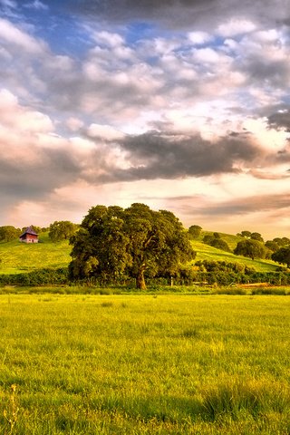 Обои небо, трава, дерево, тучи, поле, the sky, grass, tree, clouds, field разрешение 1920x1080 Загрузить