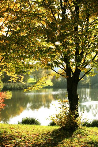 Обои деревья, озеро, отражения, осень, забор, солнечный свет, золотая листва, trees, lake, reflection, autumn, the fence, sunlight разрешение 1920x1080 Загрузить