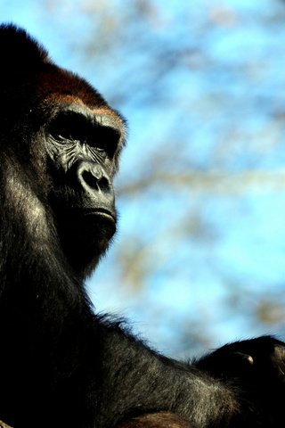 Обои обезьяна, горилла, приматы, monkey, gorilla, primates разрешение 2560x1600 Загрузить