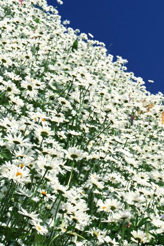 Обои ромашка, ромашковое поле, daisy, chamomile field разрешение 1920x1200 Загрузить