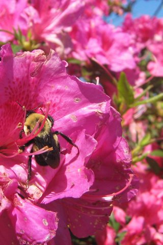 Обои цветок, лето, шмель, flower, summer, bumblebee разрешение 1920x1200 Загрузить