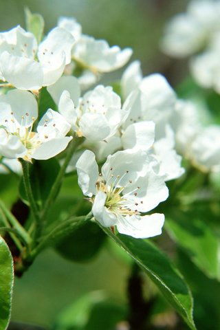 Обои дерево, цветение, ветки, весна, яблоня, tree, flowering, branches, spring, apple разрешение 1920x1200 Загрузить