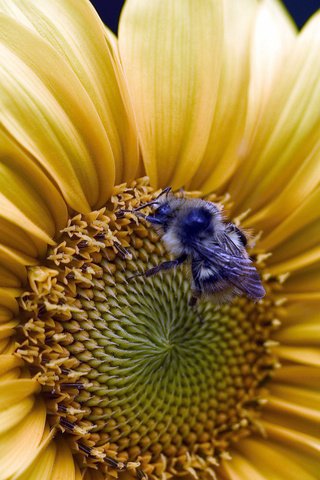 Обои подсолнух, пчела, sunflower, bee разрешение 1920x1200 Загрузить