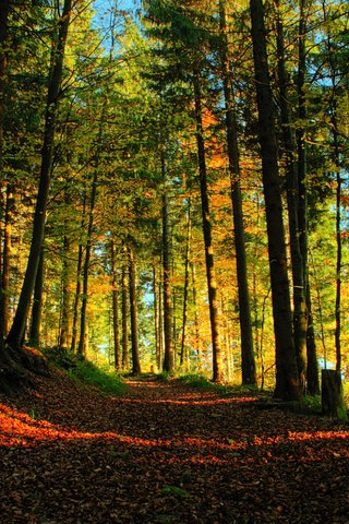 Обои деревья, солнце, лес, луч, тропа, trees, the sun, forest, ray, trail разрешение 1920x1200 Загрузить