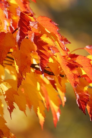 Обои листва, осень, клен, foliage, autumn, maple разрешение 1920x1080 Загрузить