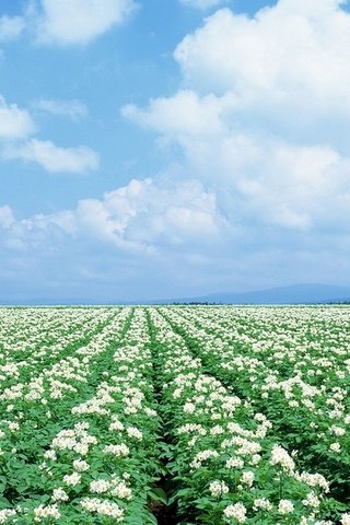 Обои поле, урожай, картошка, картофель, field, harvest, potatoes разрешение 1920x1080 Загрузить