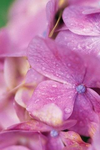 Обои цветы, капли, лепестки, гортензия, flowers, drops, petals, hydrangea разрешение 1920x1200 Загрузить