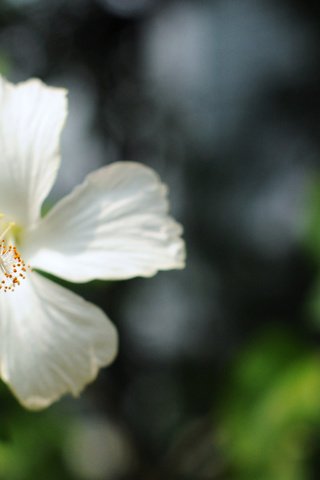Обои цветок, лепестки, размытость, белые, бутое, гибискус, flower, petals, blur, white, bute, hibiscus разрешение 1920x1200 Загрузить