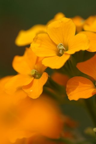 Обои цветы, лепестки, тычинки, оранжевые, лакфиоль, желтушник, flowers, petals, stamens, orange разрешение 1920x1200 Загрузить