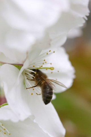 Обои весна, яблоня, пчела, spring, apple, bee разрешение 1920x1200 Загрузить