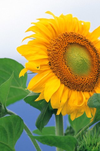 Обои подсолнух, sunflower разрешение 1920x1200 Загрузить