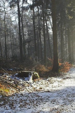 Обои дорога, дымка, деревья, природа, лес, зима, утро, осень, красота, road, haze, trees, nature, forest, winter, morning, autumn, beauty разрешение 1920x1080 Загрузить