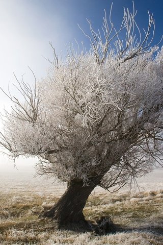 Обои дерево, иней, забор, tree, frost, the fence разрешение 1920x1200 Загрузить