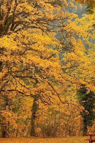 Обои деревья, парк, листва, осень, скамейка, trees, park, foliage, autumn, bench разрешение 1920x1080 Загрузить