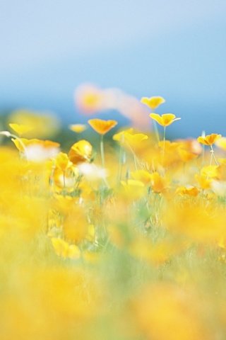 Обои цветы, солнце, природа, лето, размытость, луг, желтые, flowers, the sun, nature, summer, blur, meadow, yellow разрешение 1920x1200 Загрузить