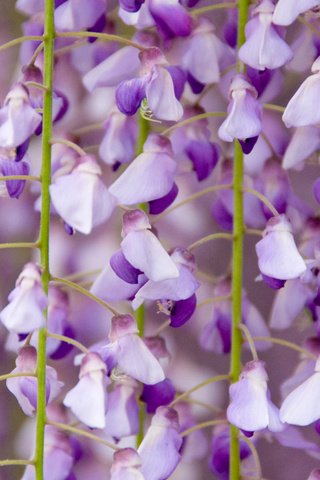 Обои цветы, цветение, крупным планом, глициния, вистерия, flowers, flowering, closeup, wisteria разрешение 1920x1200 Загрузить