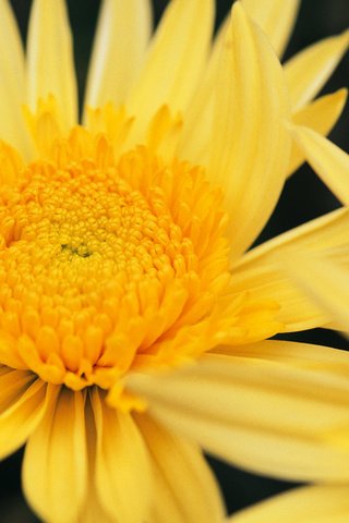 Обои цветы, макро, растение, желтые, хризантемы, flowers, macro, plant, yellow, chrysanthemum разрешение 1920x1200 Загрузить