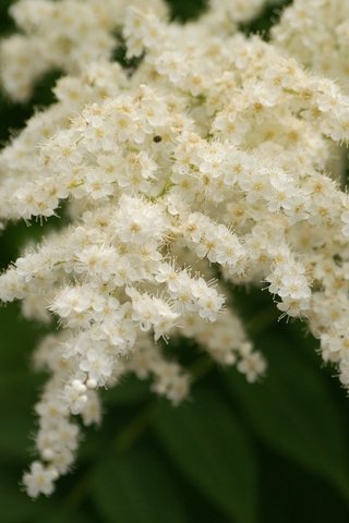 Обои цветы, цветение, весна, белые, растение, спирея, flowers, flowering, spring, white, plant, spiraea разрешение 1920x1200 Загрузить