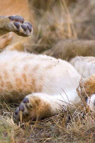 Обои трава, кошка, котенок, леопард, хищник, лев, львёнок, grass, cat, kitty, leopard, predator, leo, lion разрешение 1920x1080 Загрузить