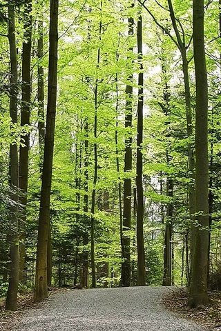 Обои дорога, деревья, природа, лес, стволы, листва, road, trees, nature, forest, trunks, foliage разрешение 1920x1080 Загрузить