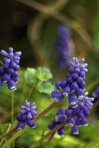 Обои цветы, весна, мускари, flowers, spring, muscari разрешение 1920x1200 Загрузить