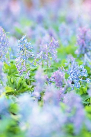 Обои цветы, луг, весна, голубые, полевые цветы, flowers, meadow, spring, blue, wildflowers разрешение 1920x1200 Загрузить