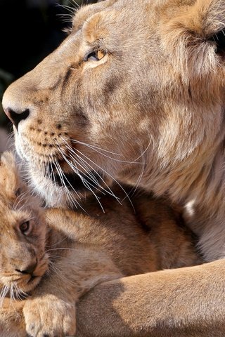 Обои львы, забота, хищники, львица, львёнок, детеныш, lions, care, predators, lioness, lion, cub разрешение 1920x1440 Загрузить