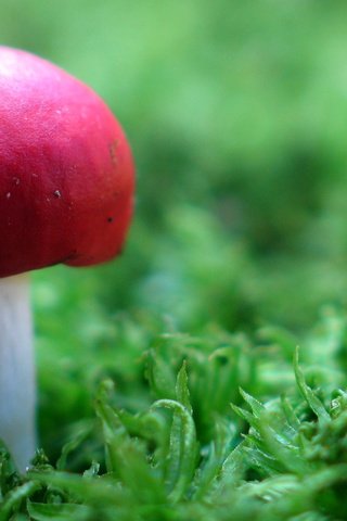 Обои трава, гриб, природа. макро., grass, mushroom, nature. macro. разрешение 2560x1600 Загрузить