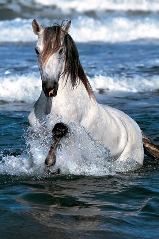Обои лошадь, море, брызги, конь, грива, экран, копыта, horse, sea, squirt, mane, screen, hooves разрешение 1920x1200 Загрузить