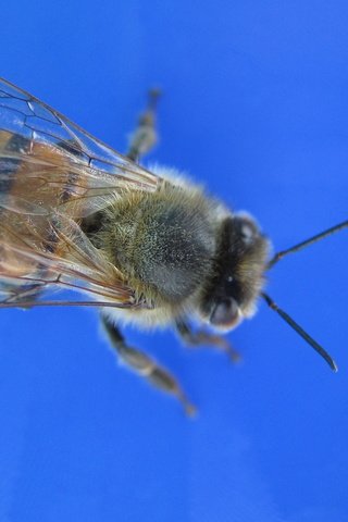 Обои пчела, bee разрешение 1920x1200 Загрузить
