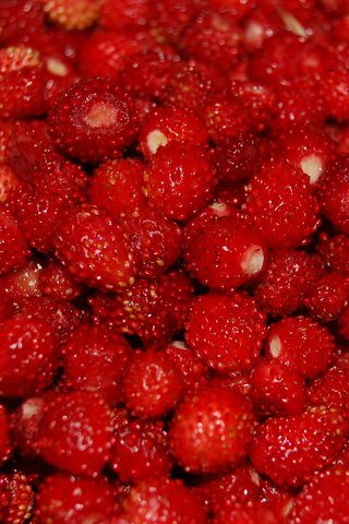 Обои ягоды, много, земляника, berries, a lot, strawberries разрешение 2560x1600 Загрузить